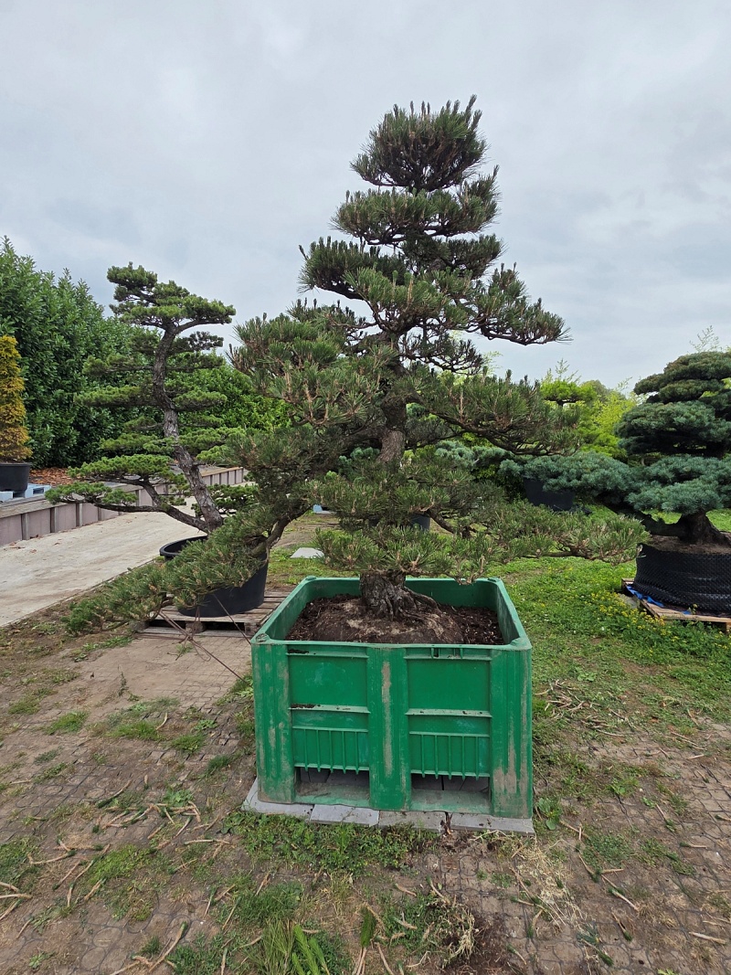 Japanese Black Pine (Pinus Thunbergii) 