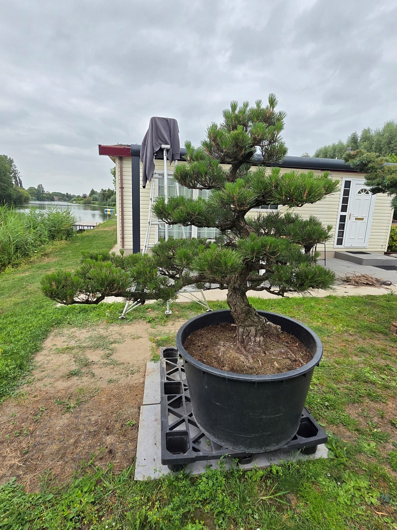 Japanese Black Pine (Pinus Thunbergii)