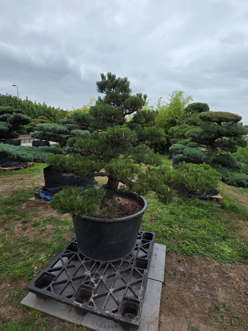 Japanese Black Pine (Pinus Thunbergii)