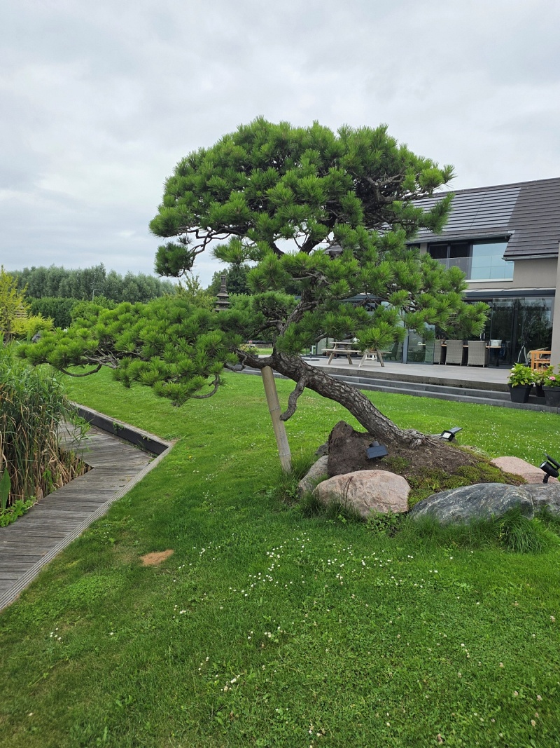 Japanese Black Pine (Pinus Thunbergii)