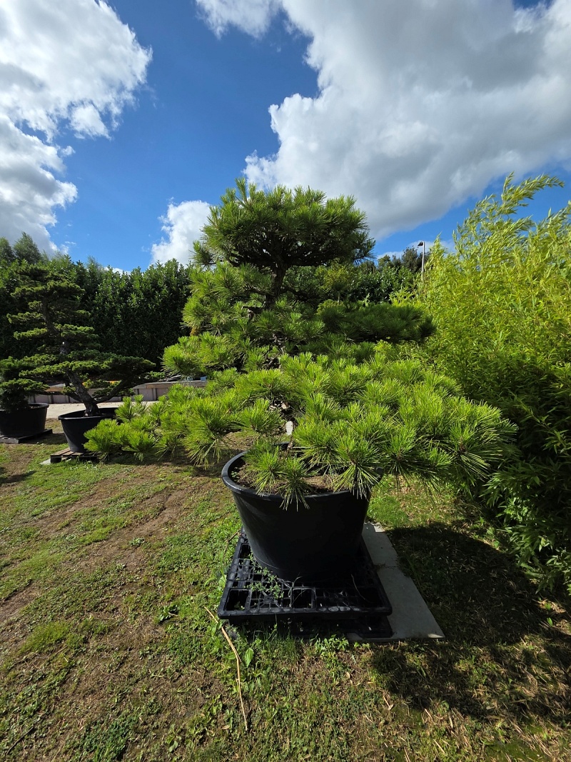 Japanese Black Pine (Pinus Thunbergii)