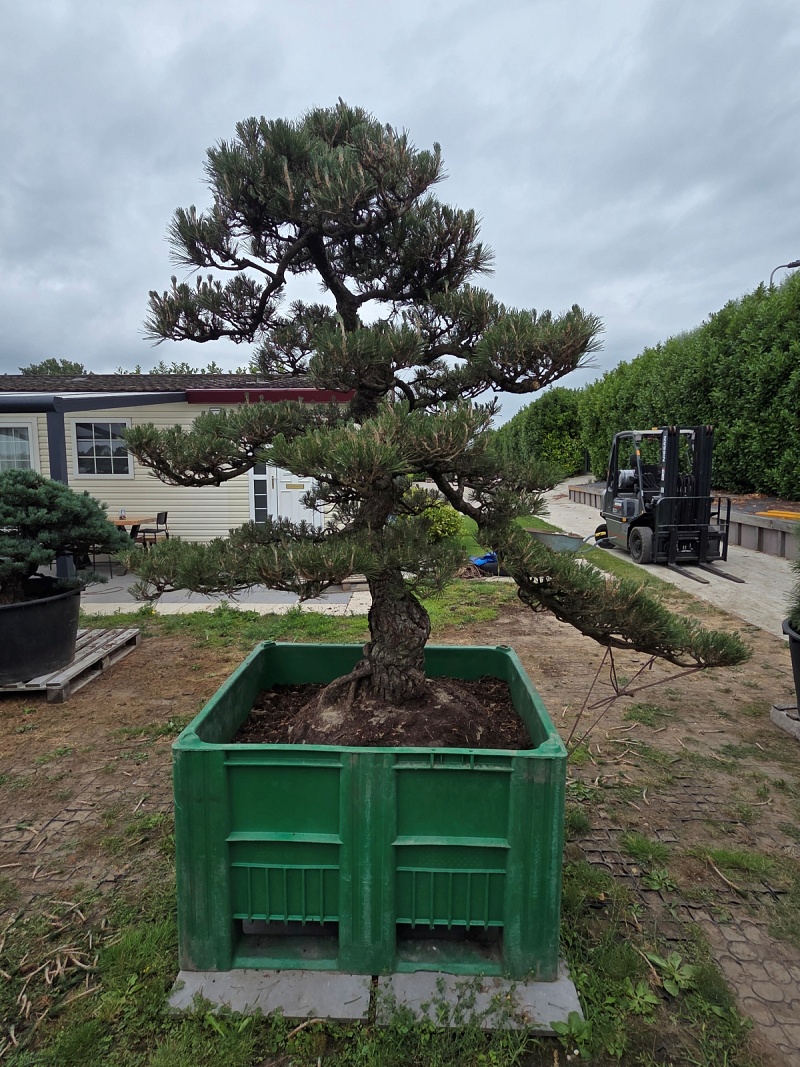 Japanese Black Pine (Pinus Thunbergii) 