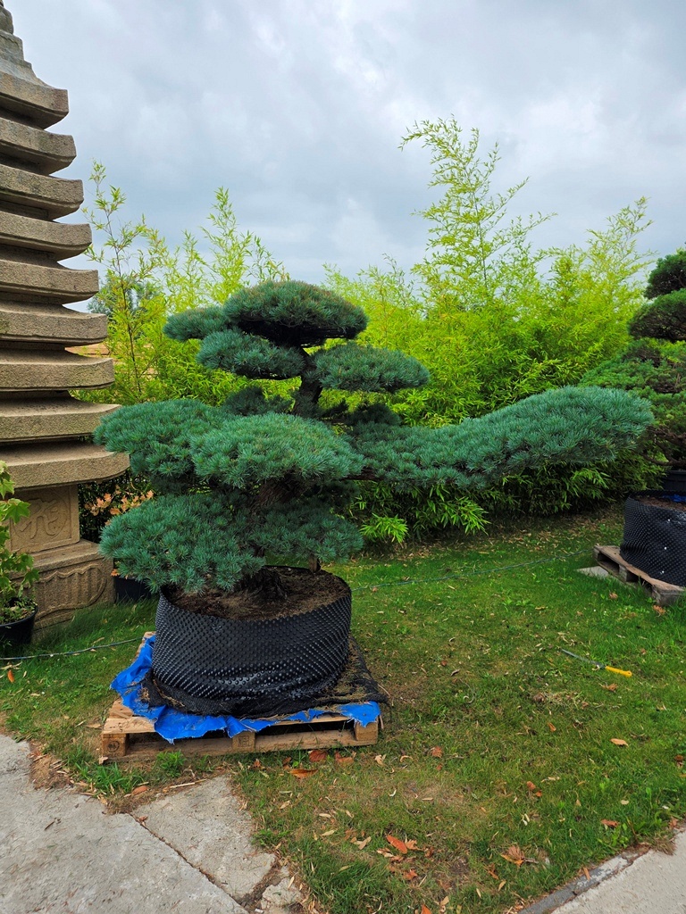 Japanese White Pine (Pinus Parviflora) 