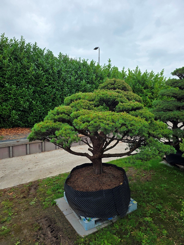 Japanese White Pine (Pinus Parviflora)