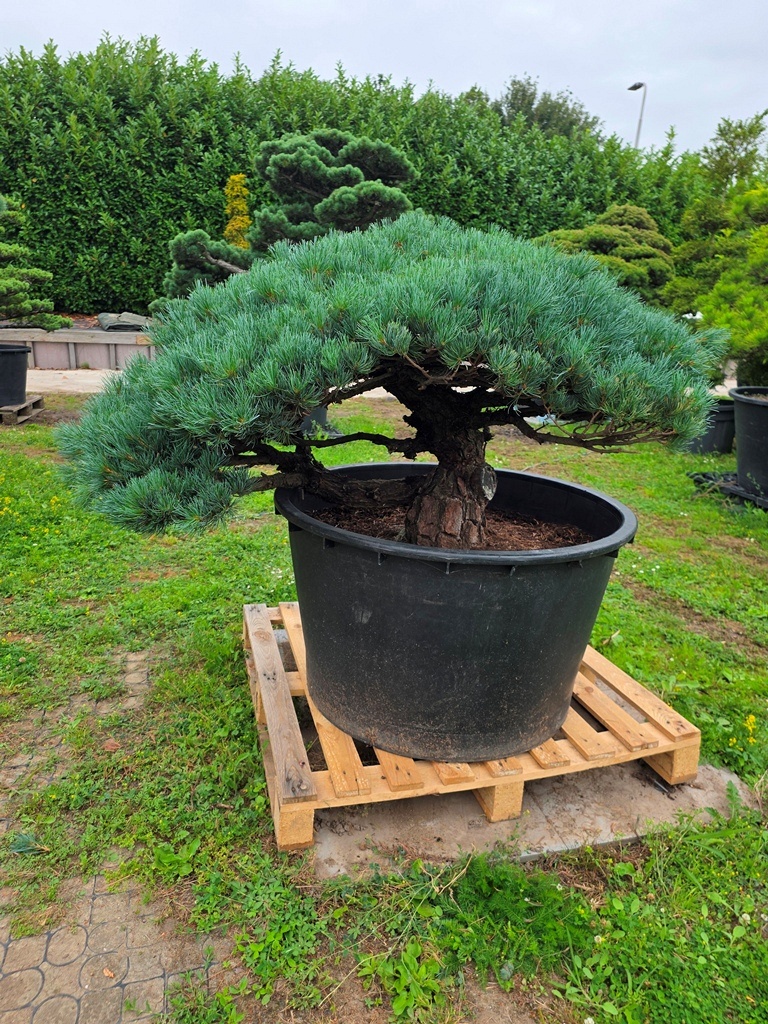 Japanese White Pine (Pinus Parviflora)