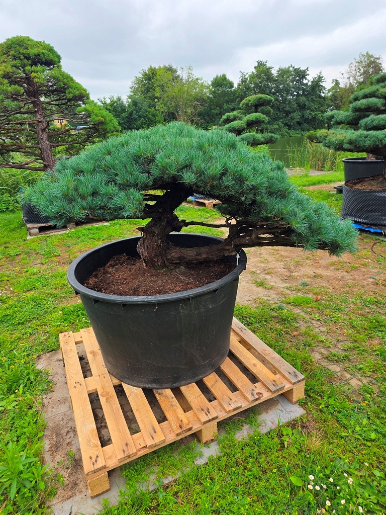 Japanese White Pine (Pinus Parviflora)