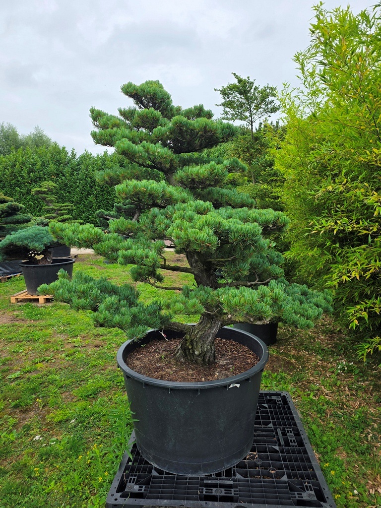 Japanese White Pine (Pinus Parviflora)