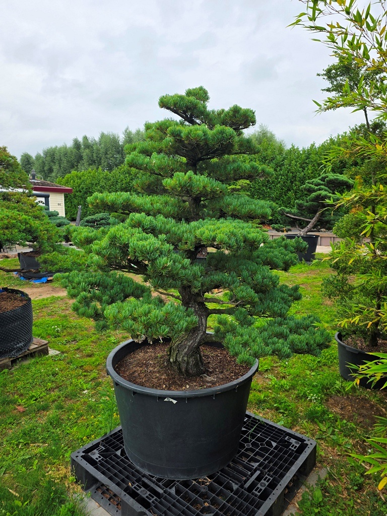 Japanese White Pine (Pinus Parviflora)