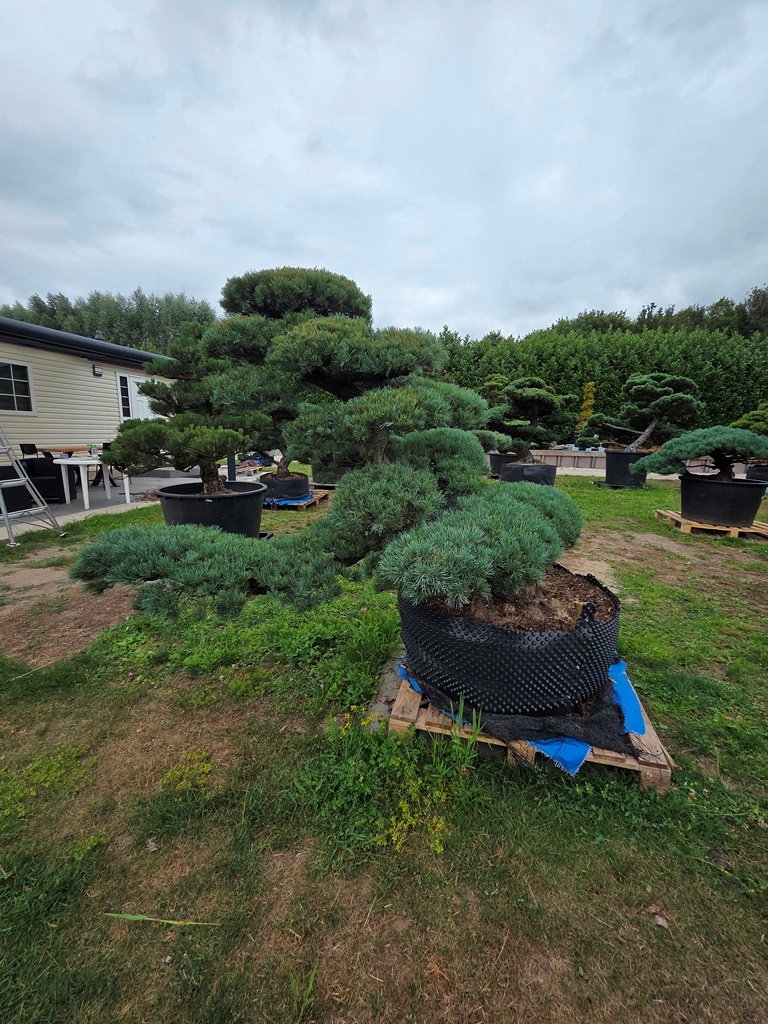 Japanese White Pine (Pinus Parviflora)
