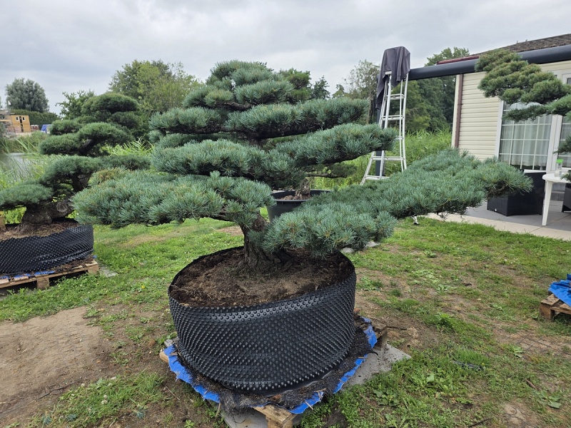 Japanese White Pine (Pinus Parviflora)