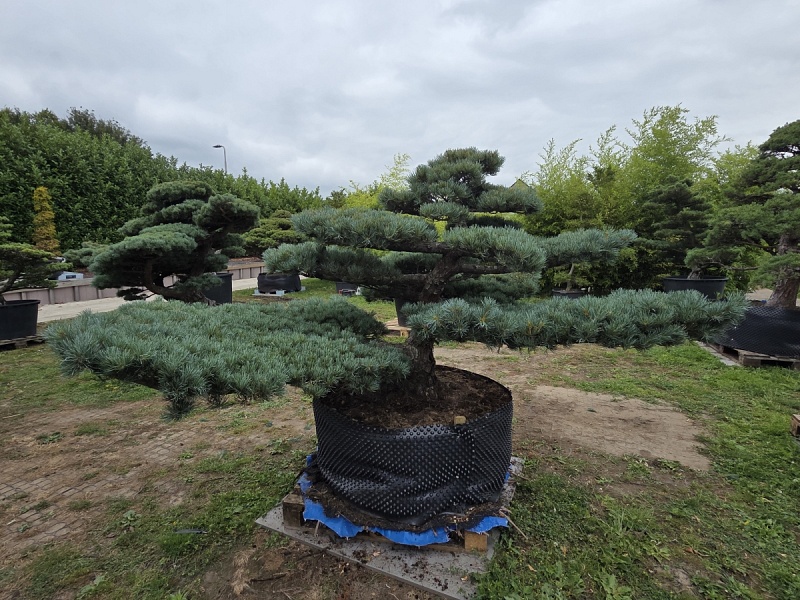 Japanese White Pine (Pinus Parviflora)