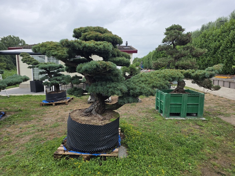 Japanese White Pine (Pinus Parviflora)