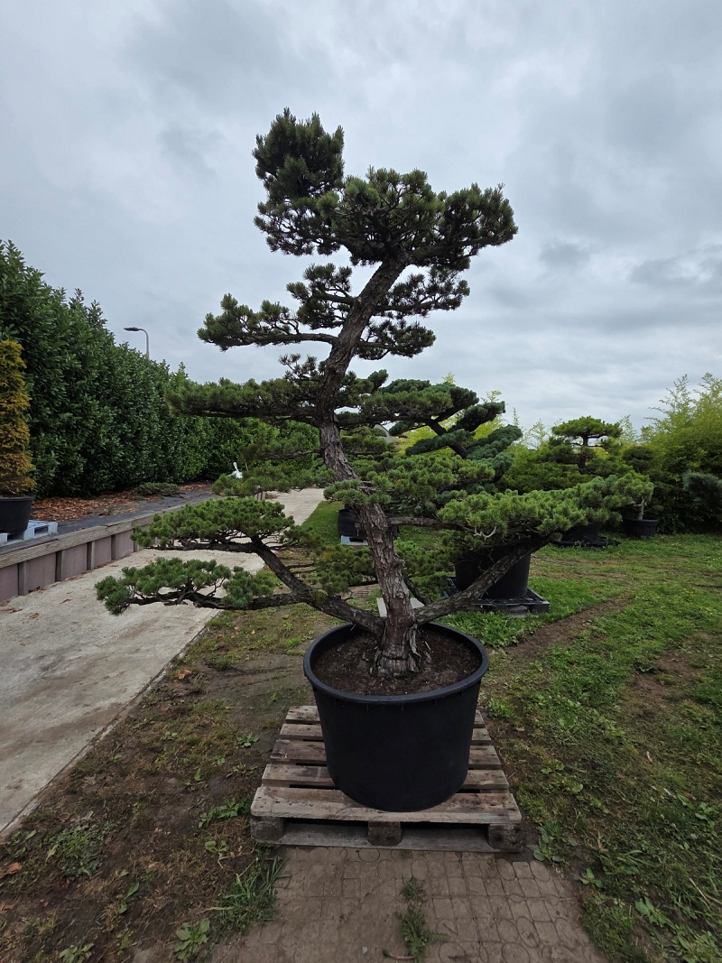 Japanese White Pine (Pinus Parviflora)