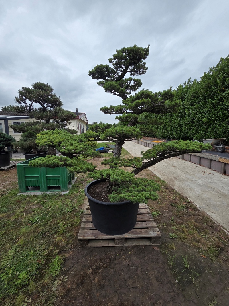 Japanese White Pine (Pinus Parviflora)