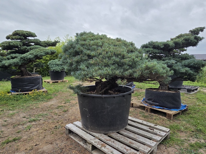 Japanese White Pine (Pinus Parviflora)