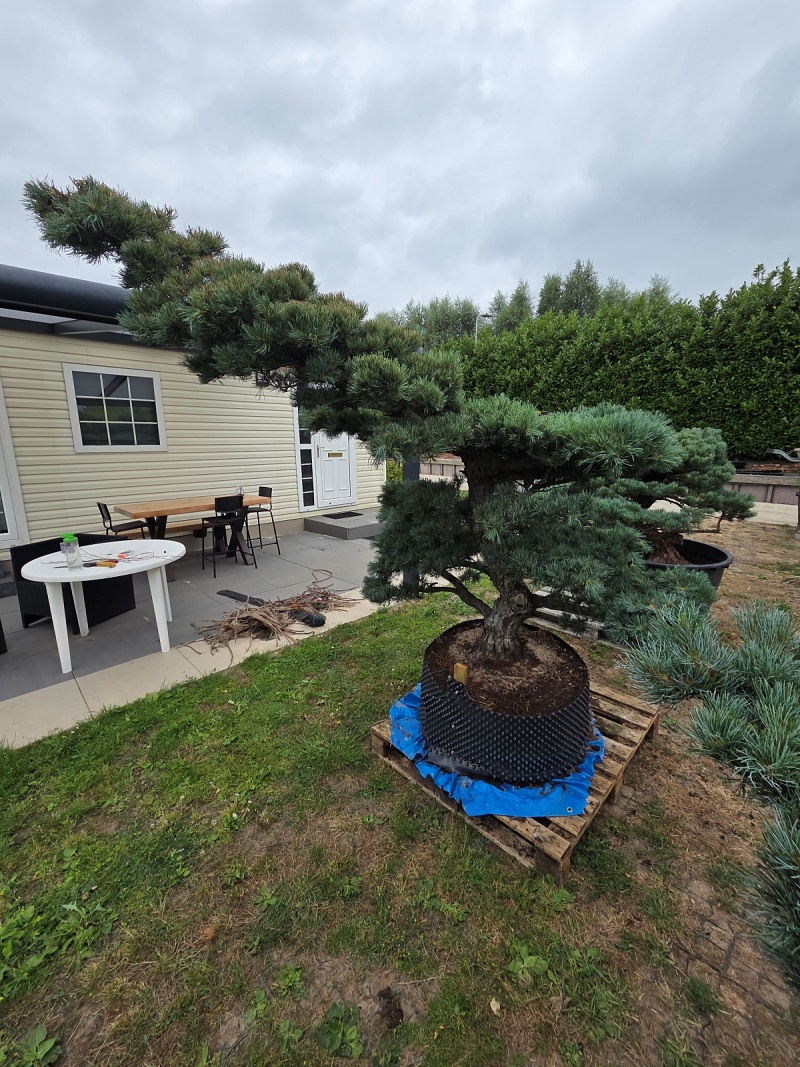 Japanese White Pine (Pinus Parviflora) 