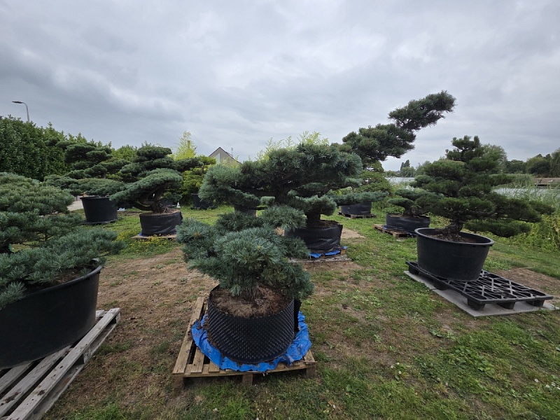 Japanese White Pine (Pinus Parviflora) 