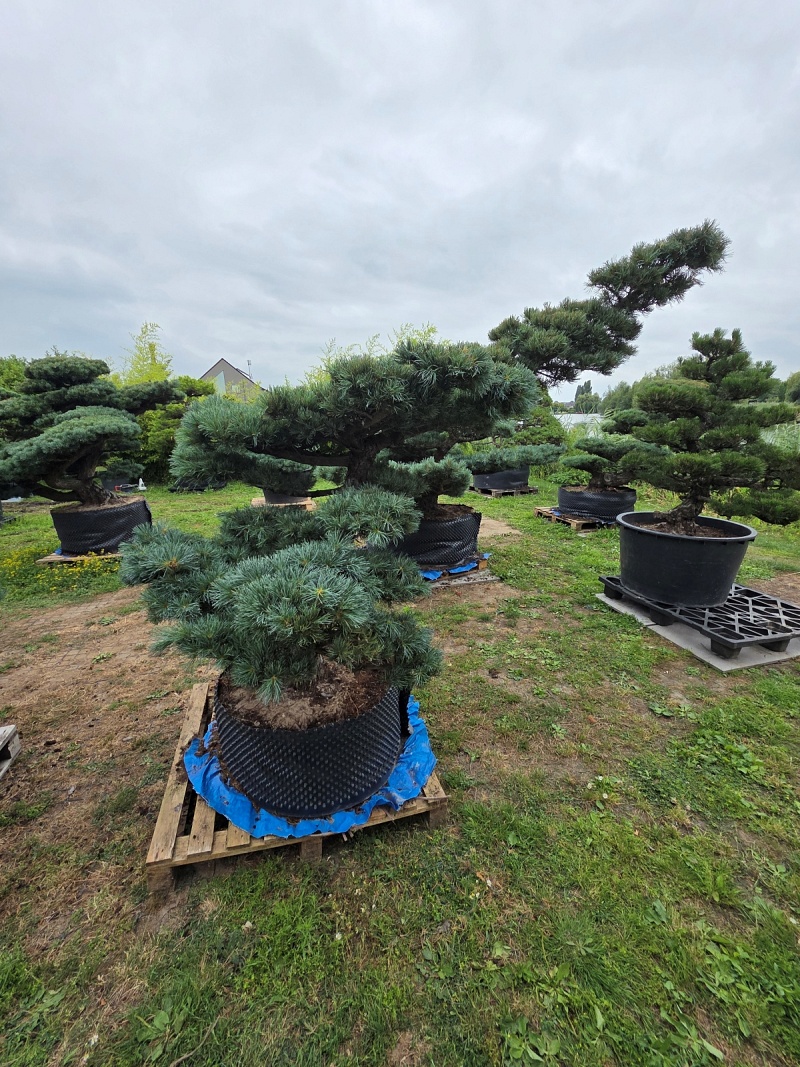 Japanese White Pine (Pinus Parviflora)