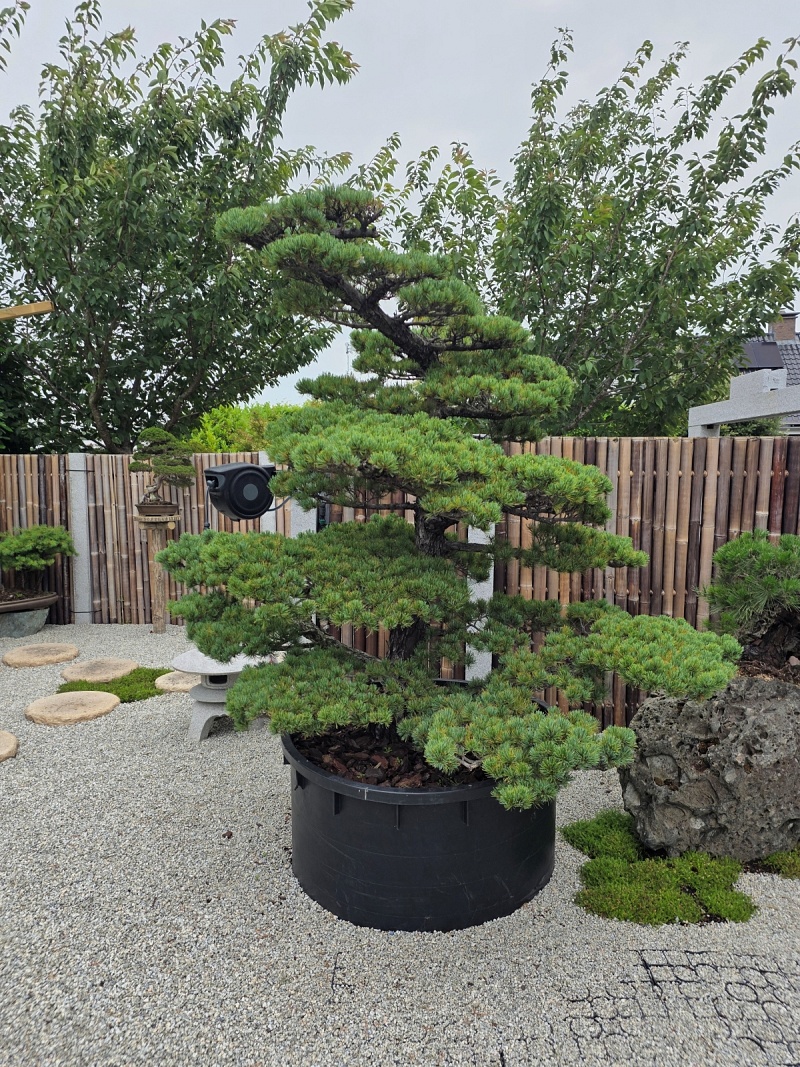Japanese White Pine (Pinus Parviflora)