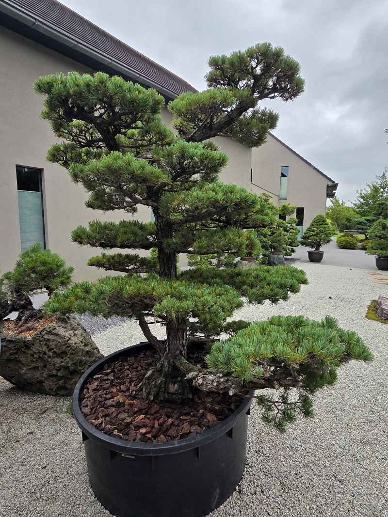 Japanese White Pine (Pinus Parviflora)
