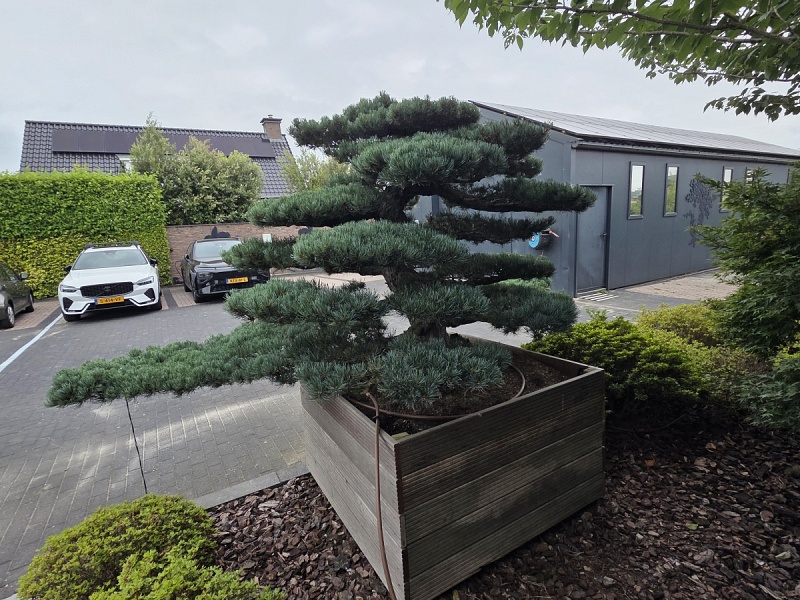 Japanese White Pine (Pinus Parviflora)