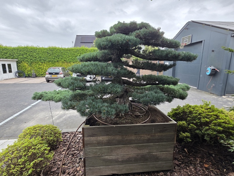 Japanese White Pine (Pinus Parviflora)