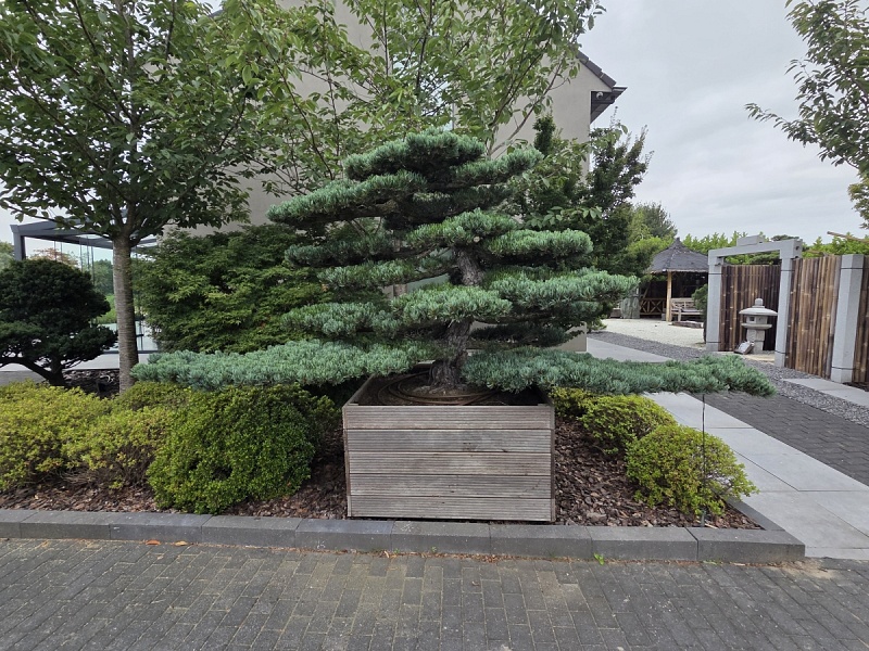 Japanese White Pine (Pinus Parviflora)