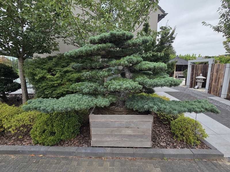 Japanese White Pine (Pinus Parviflora)