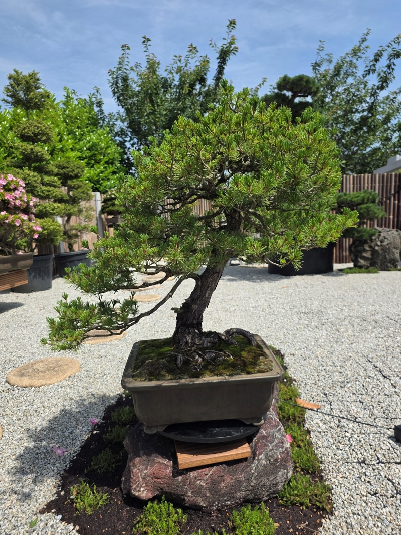 Japanese White Pine (Pinus Parviflora)