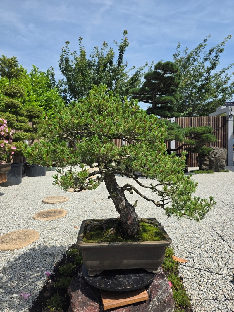 Japanese White Pine (Pinus Parviflora)