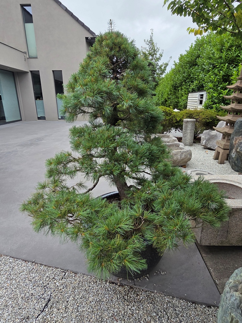 Nr.1 Set of 2 Yamadori Japanese White Pine (Pinus Parviflora