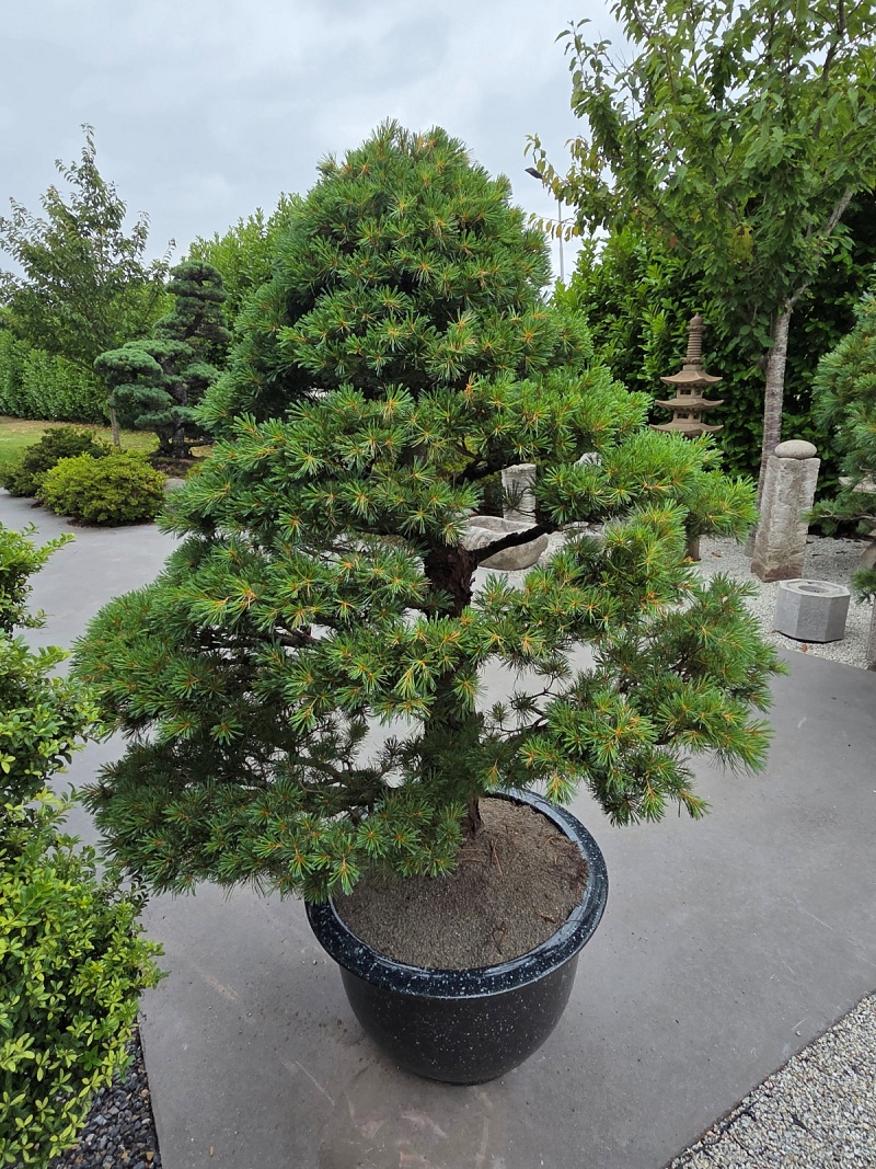 Nr.2 Set of 2 Yamadori Japanese White Pine (Pinus Parviflora