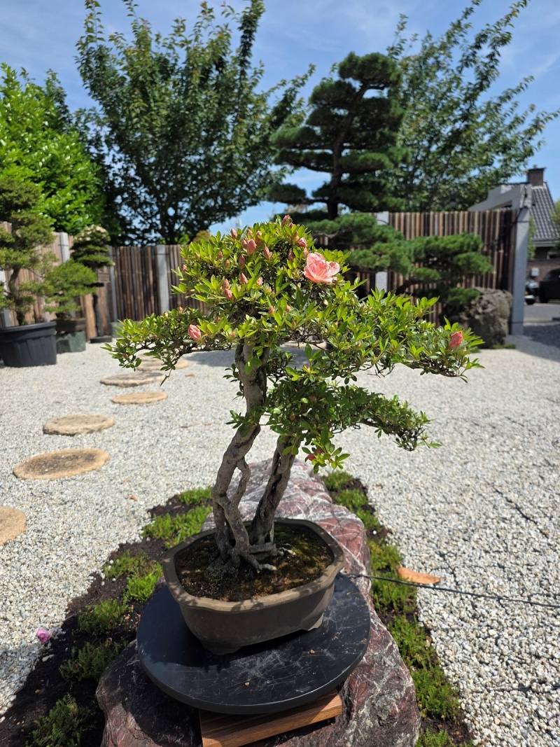 Satsuki Azalea