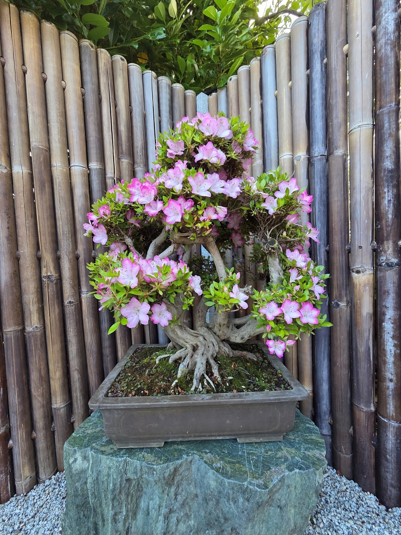 Satsuki Azalea (Rhododendron Indicum)