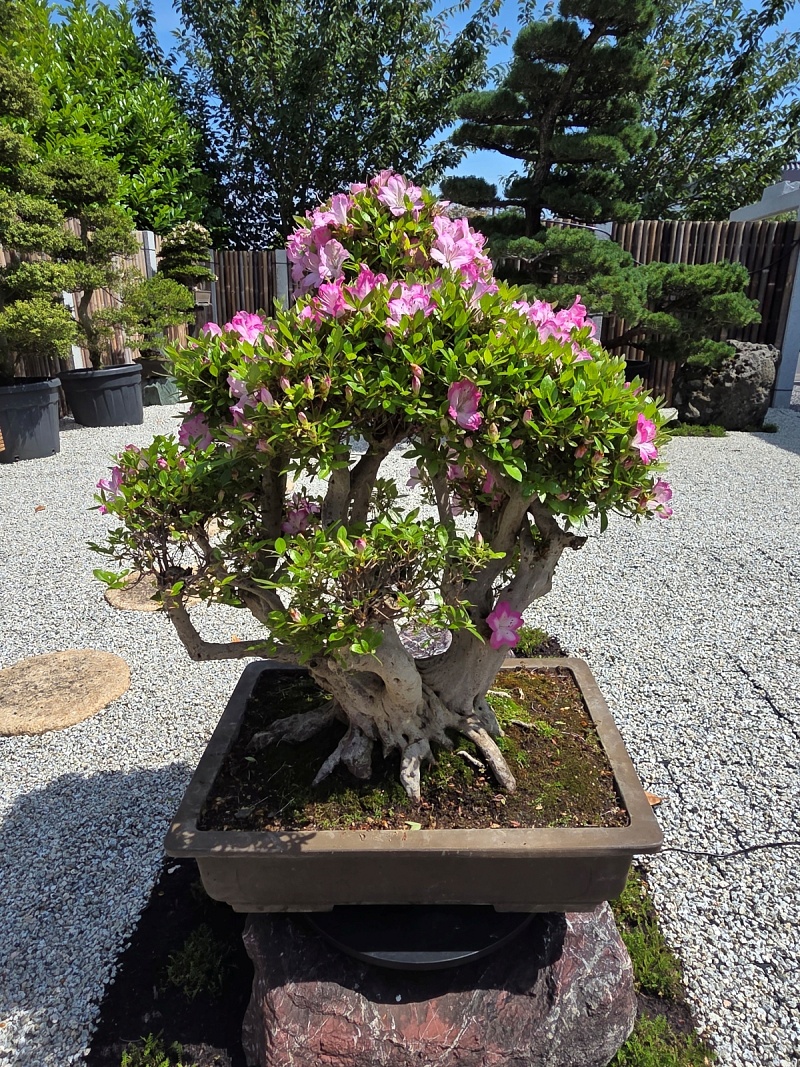 Satsuki Azalea (Rhododendron Indicum)
