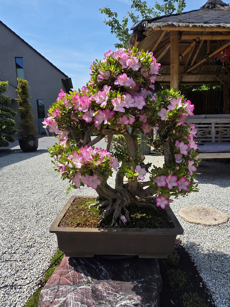 Satsuki Azalea (Rhododendron Indicum)
