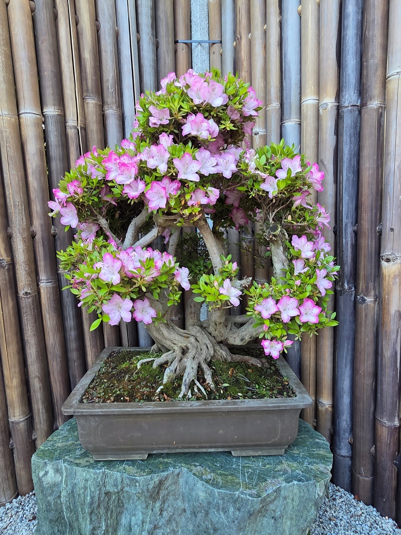 Satsuki Azalea (Rhododendron Indicum)