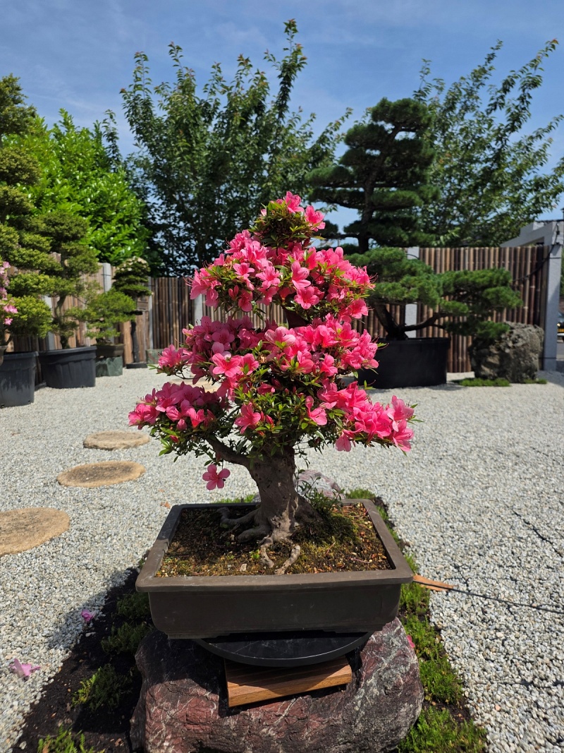 Satsuki Azalea (Rhododendron Indicum)