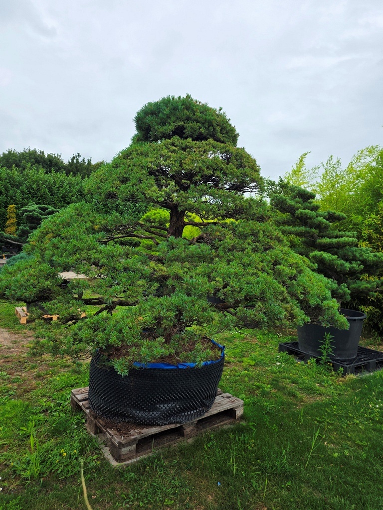 Yamadori Japanese White Pine (Pinus Parviflora)