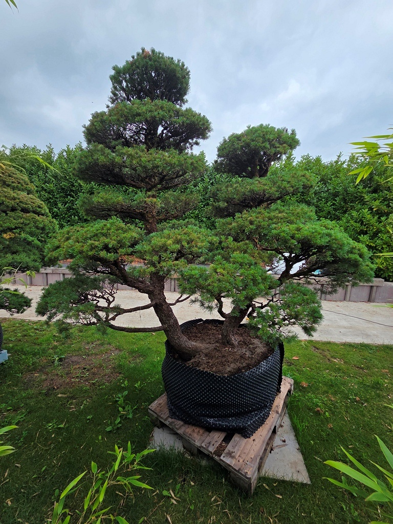 Yamadori Japanese White Pine (Pinus Parviflora)