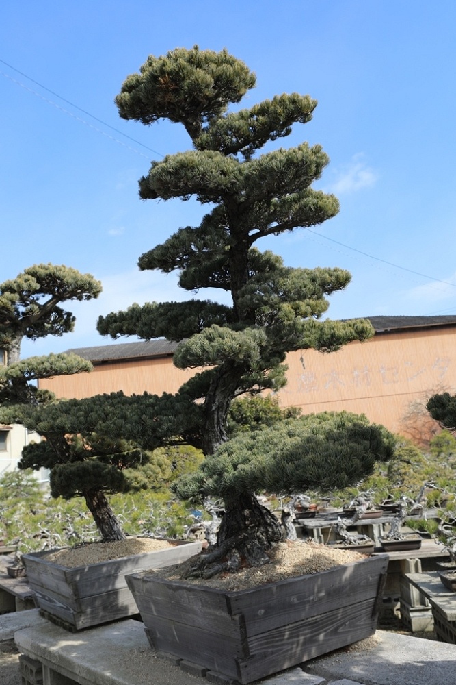 Japanese White Pine (Pinus Parviflora)