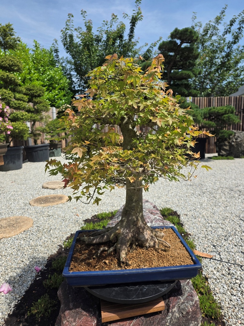 Acer Buergerianum