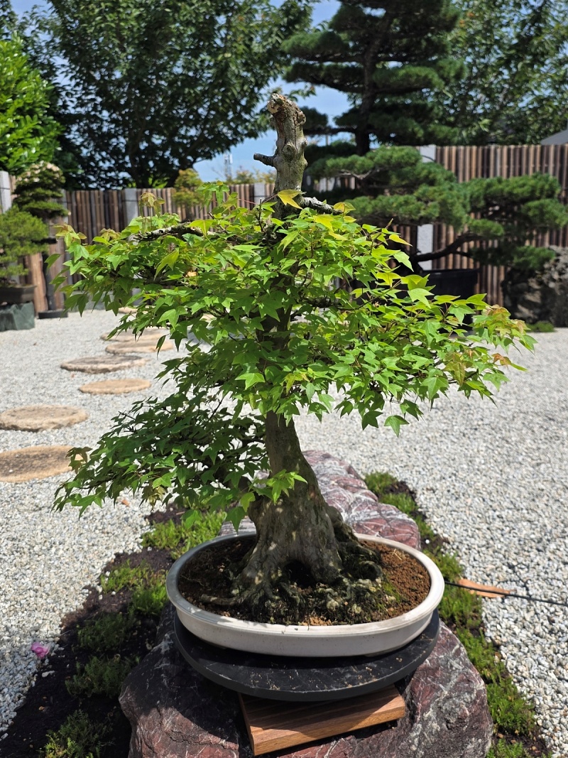 Acer Buergerianum