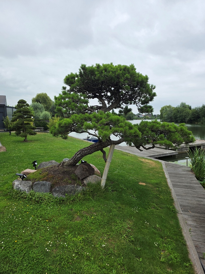 Japanese Black Pine (Pinus Thunbergii)