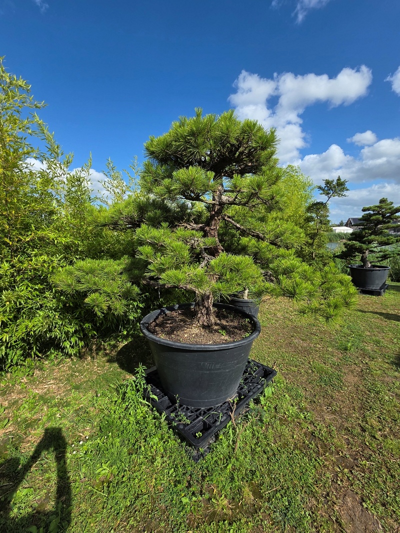 Japanese Black Pine (Pinus Thunbergii)