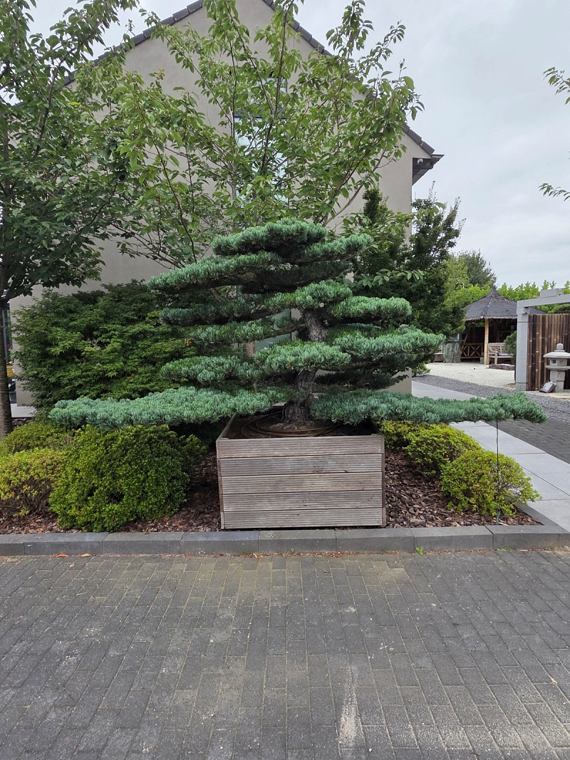 Japanese White Pine (Pinus Parviflora)