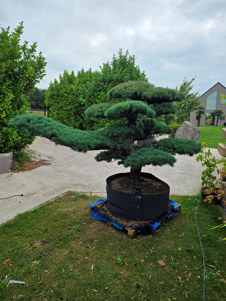 Japanese White Pine (Pinus Parviflora) 