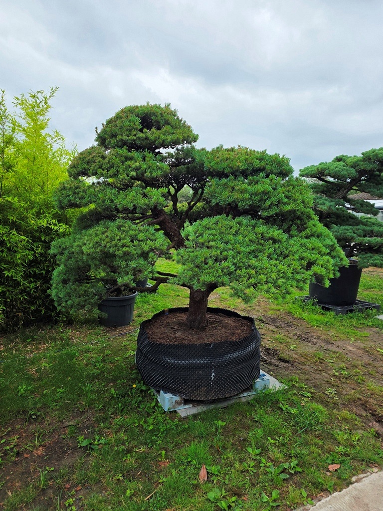 Japanese White Pine (Pinus Parviflora)