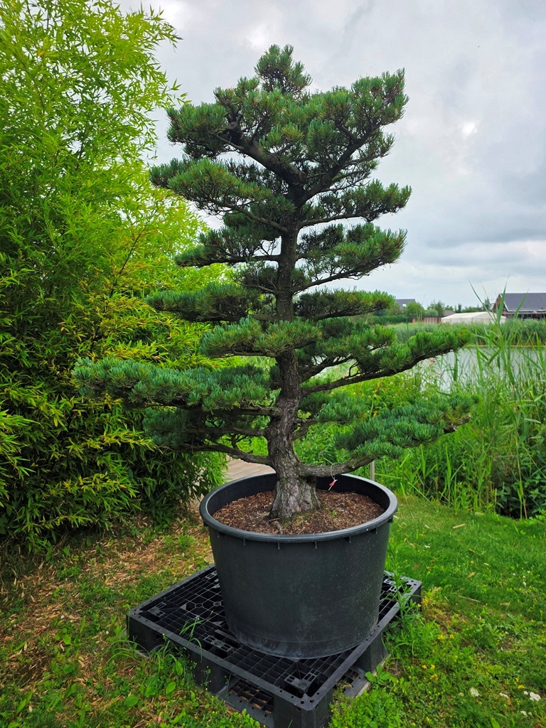Japanese White Pine (Pinus Parviflora)