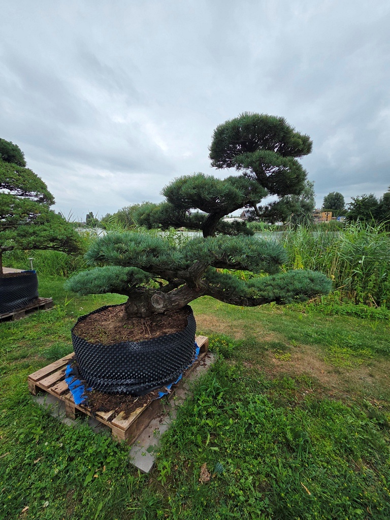 Japanese White Pine (Pinus Parviflora)